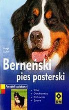 BERNEŃSKI PIES PASTERSKI