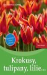 KROKUSY TULIPANY LILIE